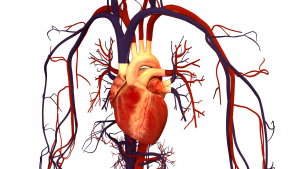 Cardiovascular-System-And-Circulatory-System