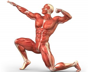 Functions-Of-The-Muscular-System